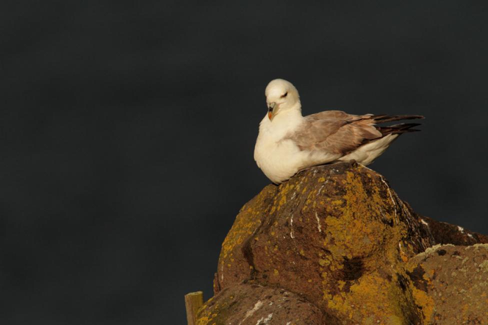 Fulmar Boreal (Fulmarus glacialis)